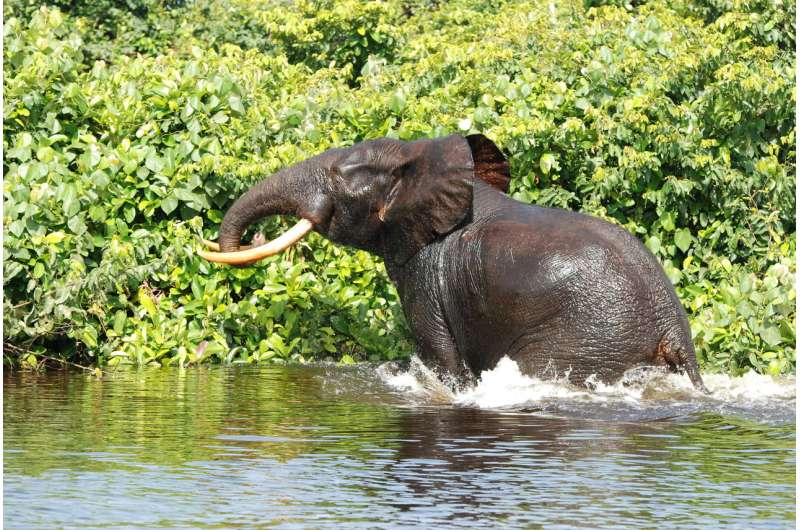 Several forest elephant populations close to collapse in Central Africa
