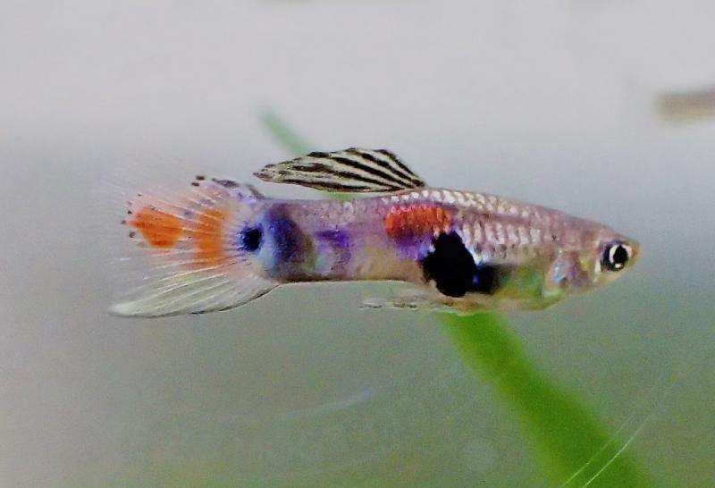 Sexual harassment in the fish world—male guppies suffer most