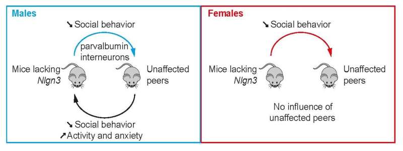 Shared housing, shared behavior in mouse model of autism
