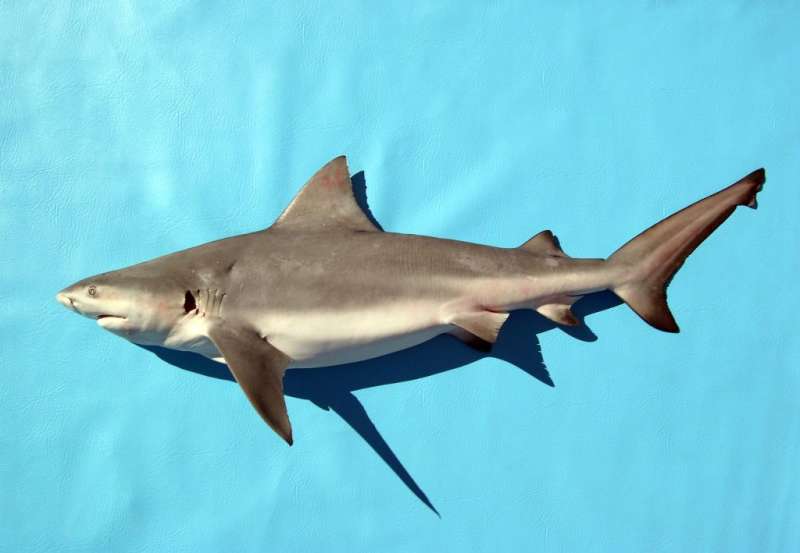 Shark scavenging helps reveal clues about human remains