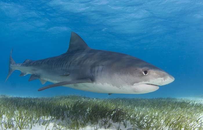 Sharks revealed as the great protectors of seagrass