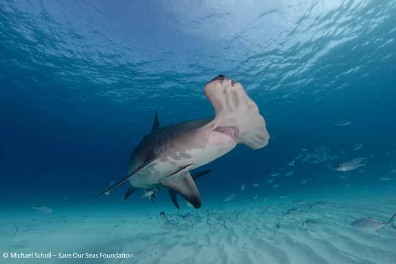 Sharks show novel changes in their immune cancer-related genes