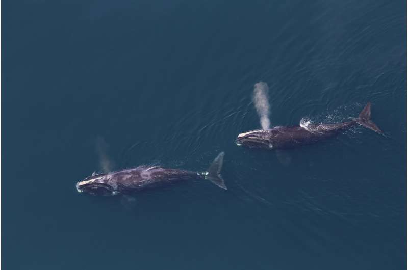 Shifting presence of North Atlantic right whales tracked with passive acoustics