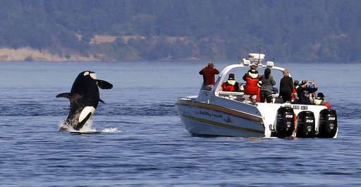 Ships slowing in busy channel to protect endangered orcas