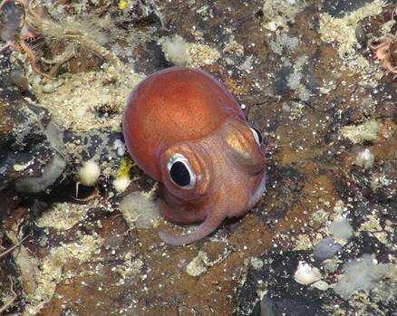 Shocking gaps in basic knowledge of deep sea life