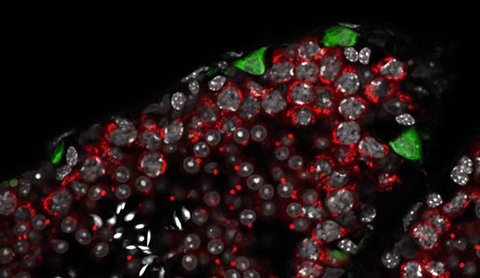 Shooting the messenger: how one protein allows germ cells to develop