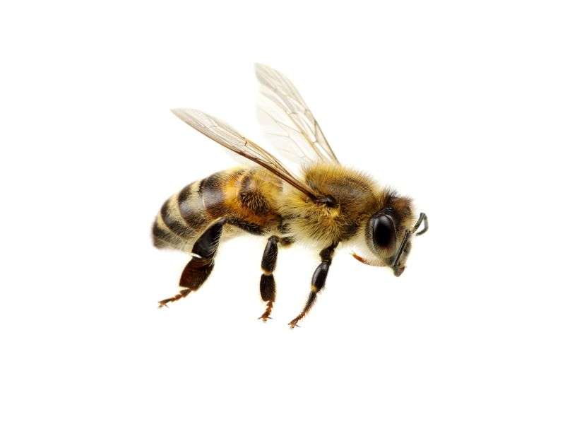 缺少蜜蜂，蜂毒会刺痛过敏者
