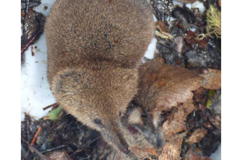'Shrew'-d study: Arctic shrews, parasites indicate climate change effect on ecosystems