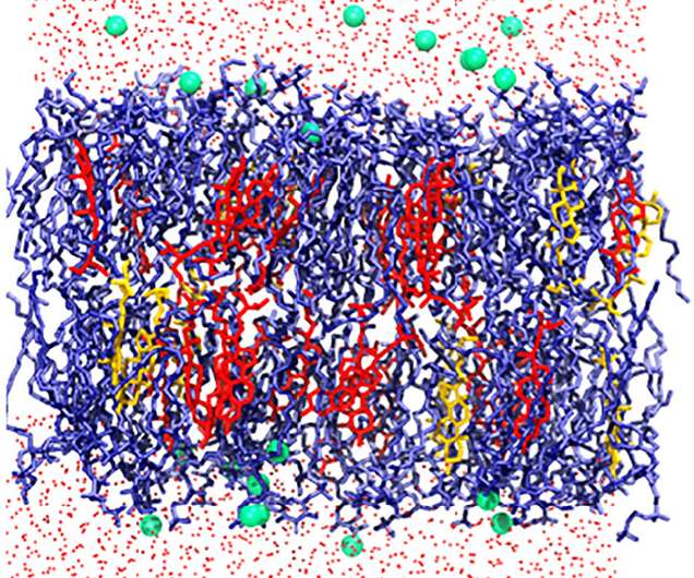 Similar lipids cluster in soybean cell membrane model