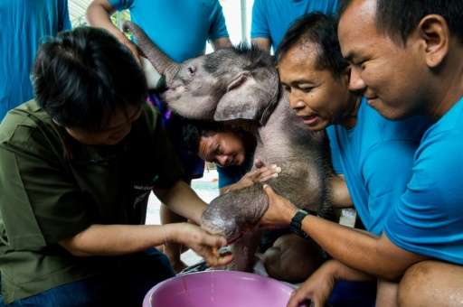 Six-month-old elephant 'Clear Sky' gets her injured foot treated by vet Padet Siridumrong (L) after a hydrotherapy session at a 