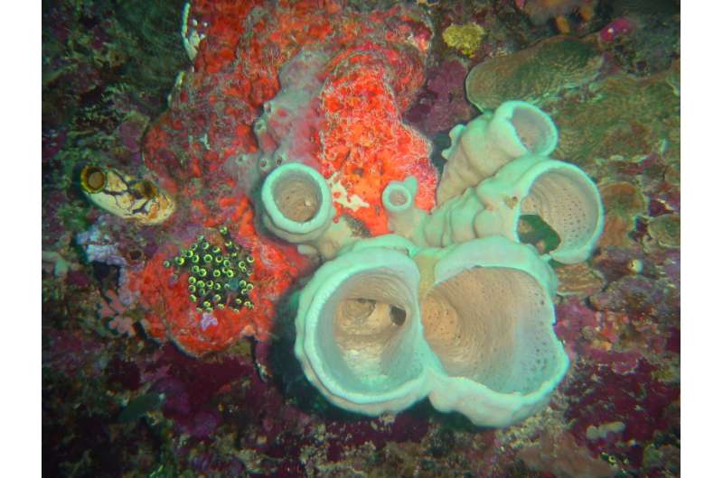 Six new sponge species and new symbiotic associations from the Indonesian coral triangle