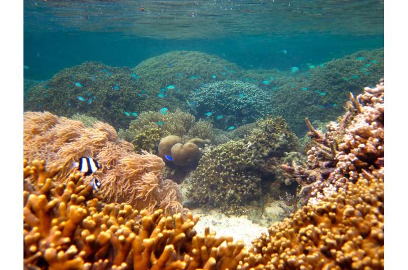 Size matters for marine protected areas designed to aid coral