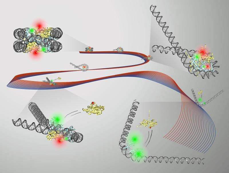 Slo-mo unwrapping of nucleosomal DNA probes protein's role