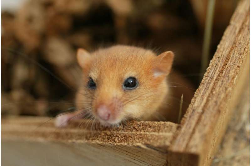 Small rodent species may become endangered