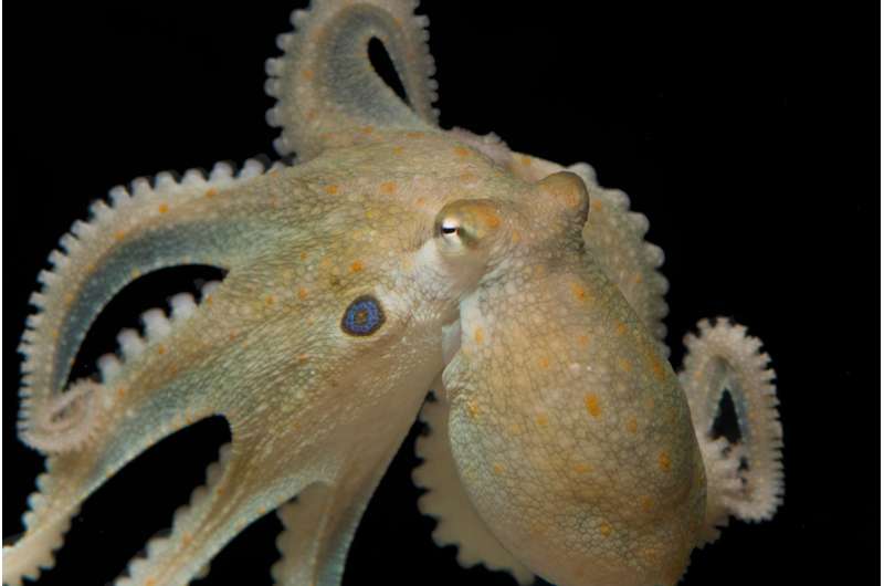 'Smart' cephalopods trade off genome evolution for prolific RNA editing