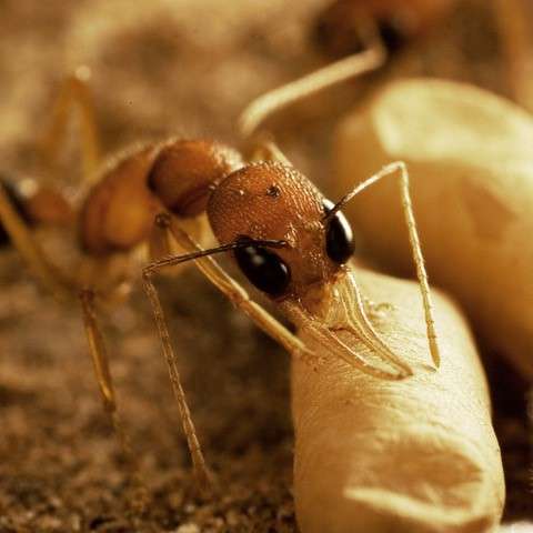 Researchers have identified olfactory receptors that enable ants to smell  and recognize workers, males, and their queen