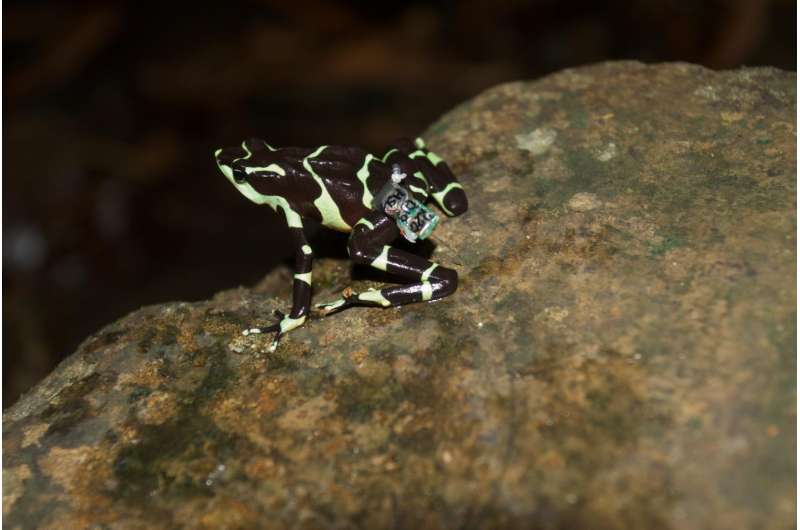 Smithsonian scientists release frogs wearing mini radio transmitters in Panama