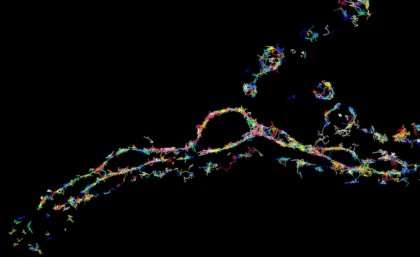 Sneak peek into the nanoworld of brain cells