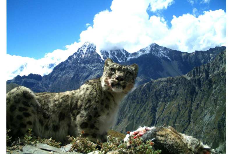 Snow leopard and Himalayan wolf diets are about one-quarter livestock
