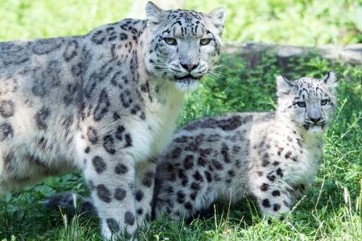 Snow leopard mother Siri stands next to her male cub Barid on August 13, 2015 at the zoo in Cologne, western Germany