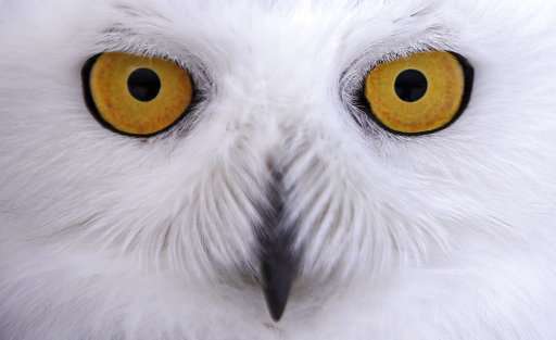 Snowy owl migration gives scientists chance to study them