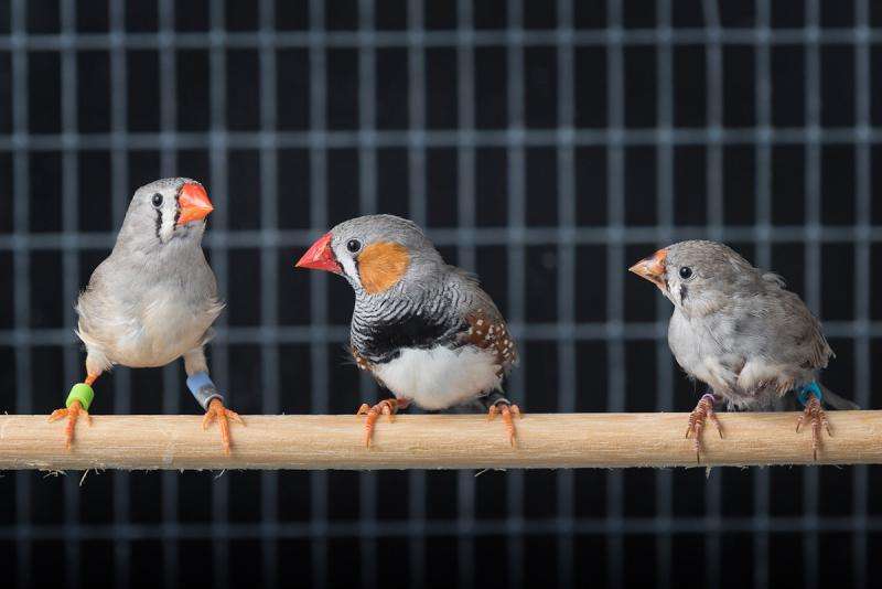 Social cues are key to vocal learning in birds and babies