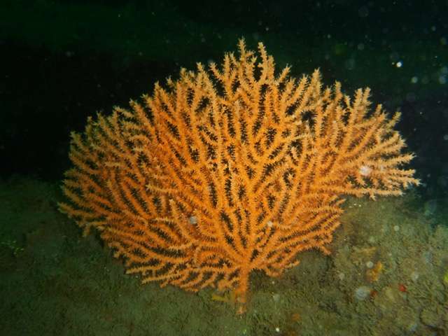 Soft coral exhibit strikingly different patterns of connectivity around British Isles