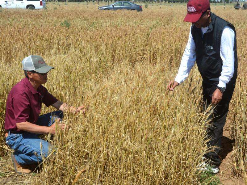 Soil water storage, new varieties critical to wheat production
