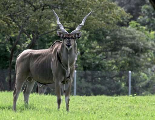 Some African pastoralists are known to hunt the Giant Eland—a Savannah antelope—both for their meat and to use as poisoned bait 