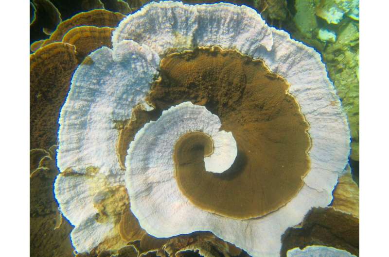 Some -- but not all -- corals adapting to warming climate