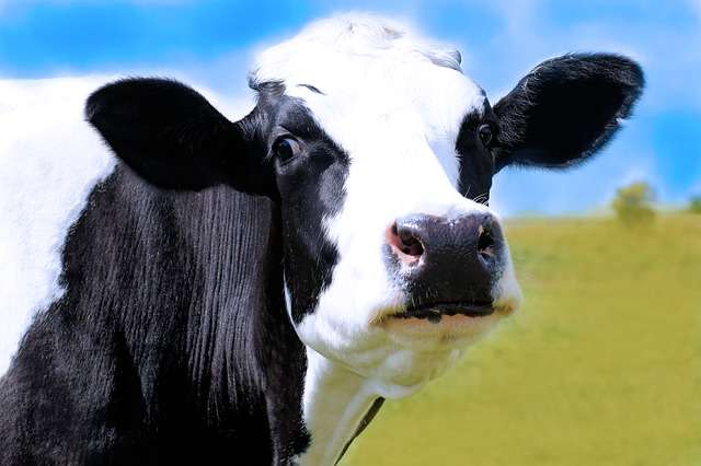 Some cows may be predisposed to subacute ruminal acidosis