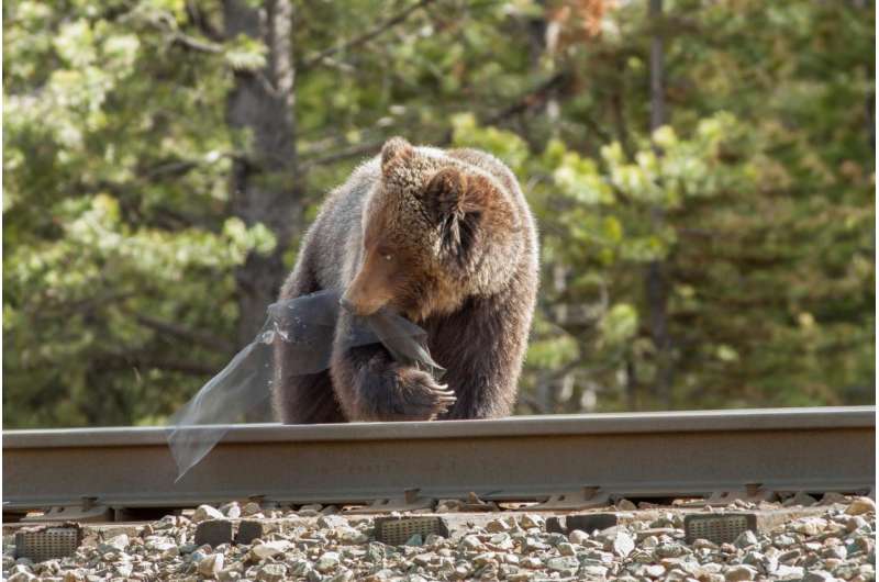 Some grizzly bears appear to target railways for foraging in Canadian national parks