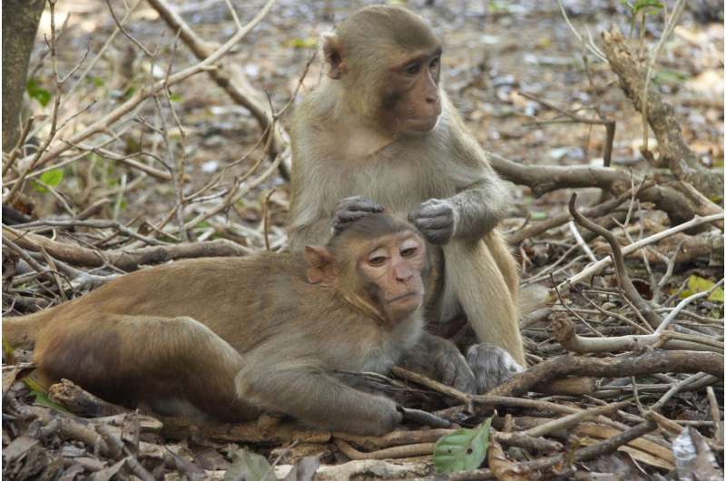 Some monkeys prone to isolation