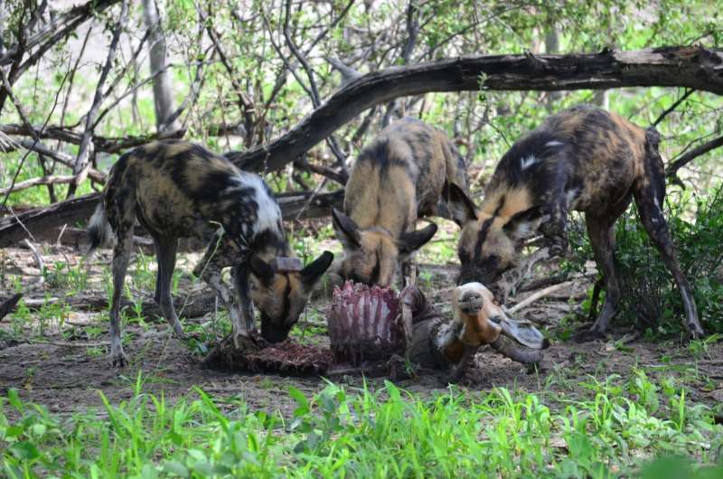 Something to sneeze about: Democratic voting in African wild dog packs