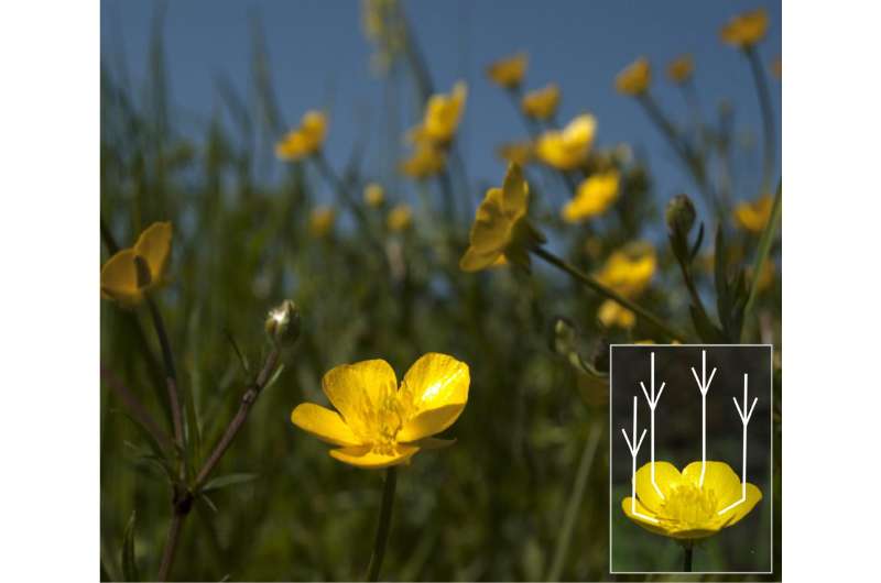 Sophisticated optical secrets revealed in glossy buttercup flowers