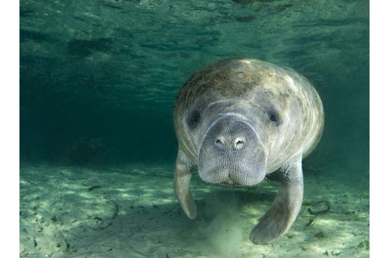 'Sound' research shows slower boats may cause manatees more harm than good