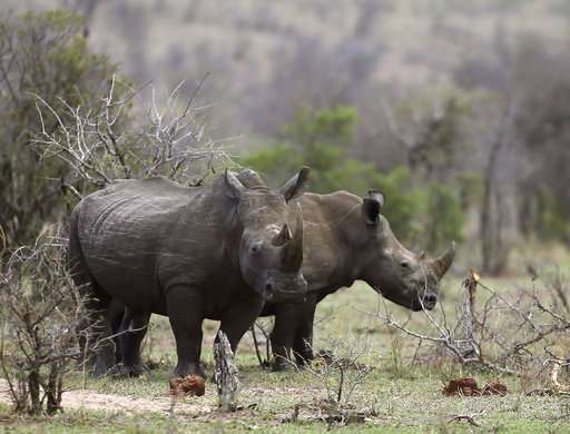 South Africa moves ahead on domestic trade in rhino horn