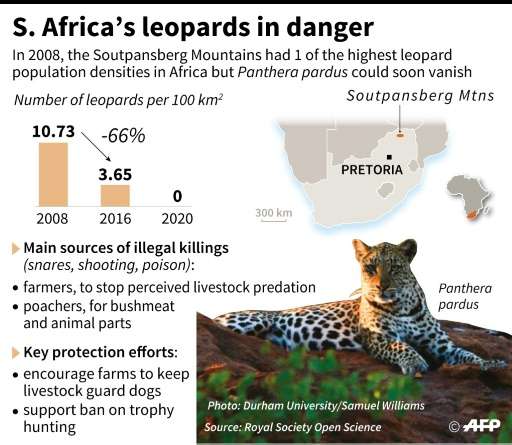 South Africa's leopards in danger