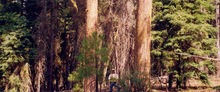 Southern Oregon forest restoration may take precedence over spotted owl habitat