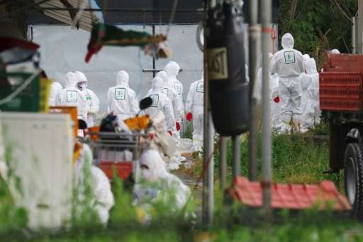 South Korean health officials prepare to bury chickens at a farm in Jeju after the bird flu virus hit