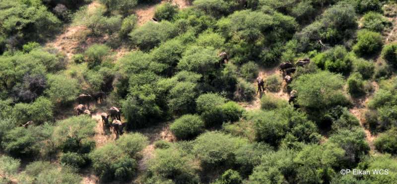 South Sudan wildlife surviving civil war, but poaching and trafficking threats increase