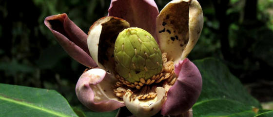 Sowing the seeds of hope for critically endangered magnolia tree