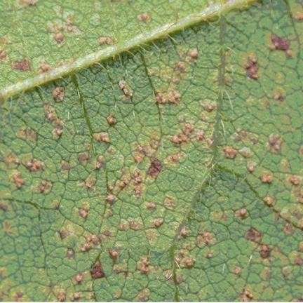 Soybean rust study will allow breeders to tailor resistant varieties to local pathogens