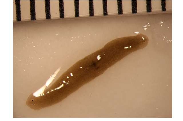 Space-traveling flatworms help scientists enhance understanding of regenerative health
