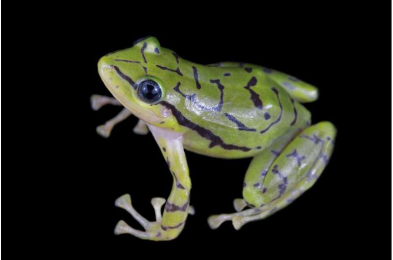 'Spectacular-looking' endangered frog species discovered in Ecuador's cloud forests