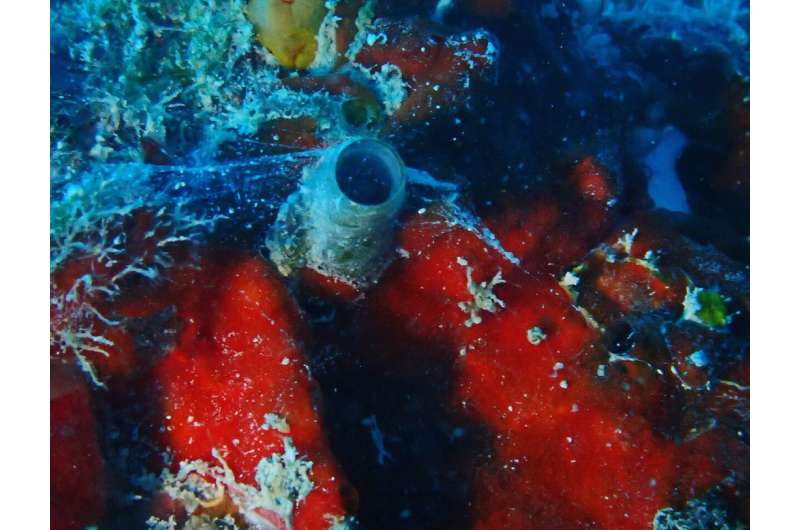 'Spiderman' worm-snails discovered on Florida shipwreck