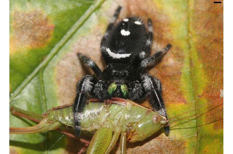 Spiders eat astronomical numbers of insects