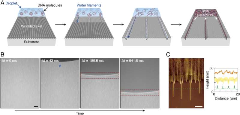 Spontaneous formation of aligned DNA nanowires