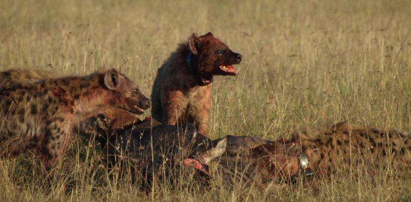 Spotted hyenas rarely die from disease: we set out to discover why