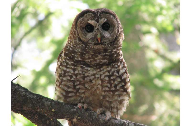 Spotted owls benefit from forest fire mosaic